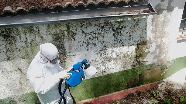 Top rated local Mold Testing specialists in Parsippany, NJ